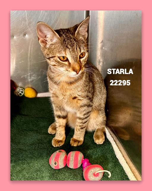 Enlarge STARLA, a Adoptable mixed breed in Marietta, GA image 5/5