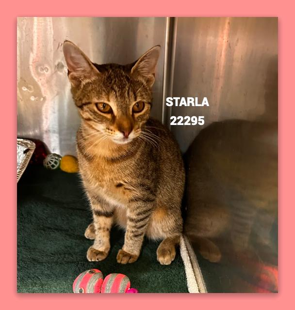 STARLA, Adoptable, Young Female Domestic Short Hair.