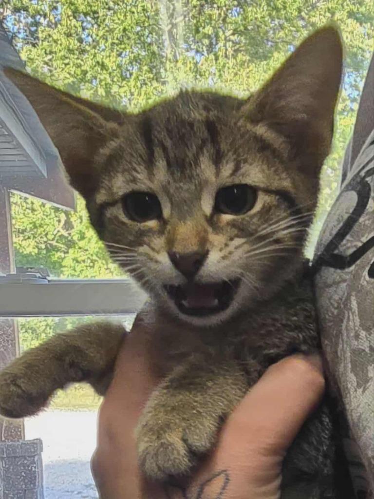 Macy, Adoptable, Kitten Female Domestic Short Hair.