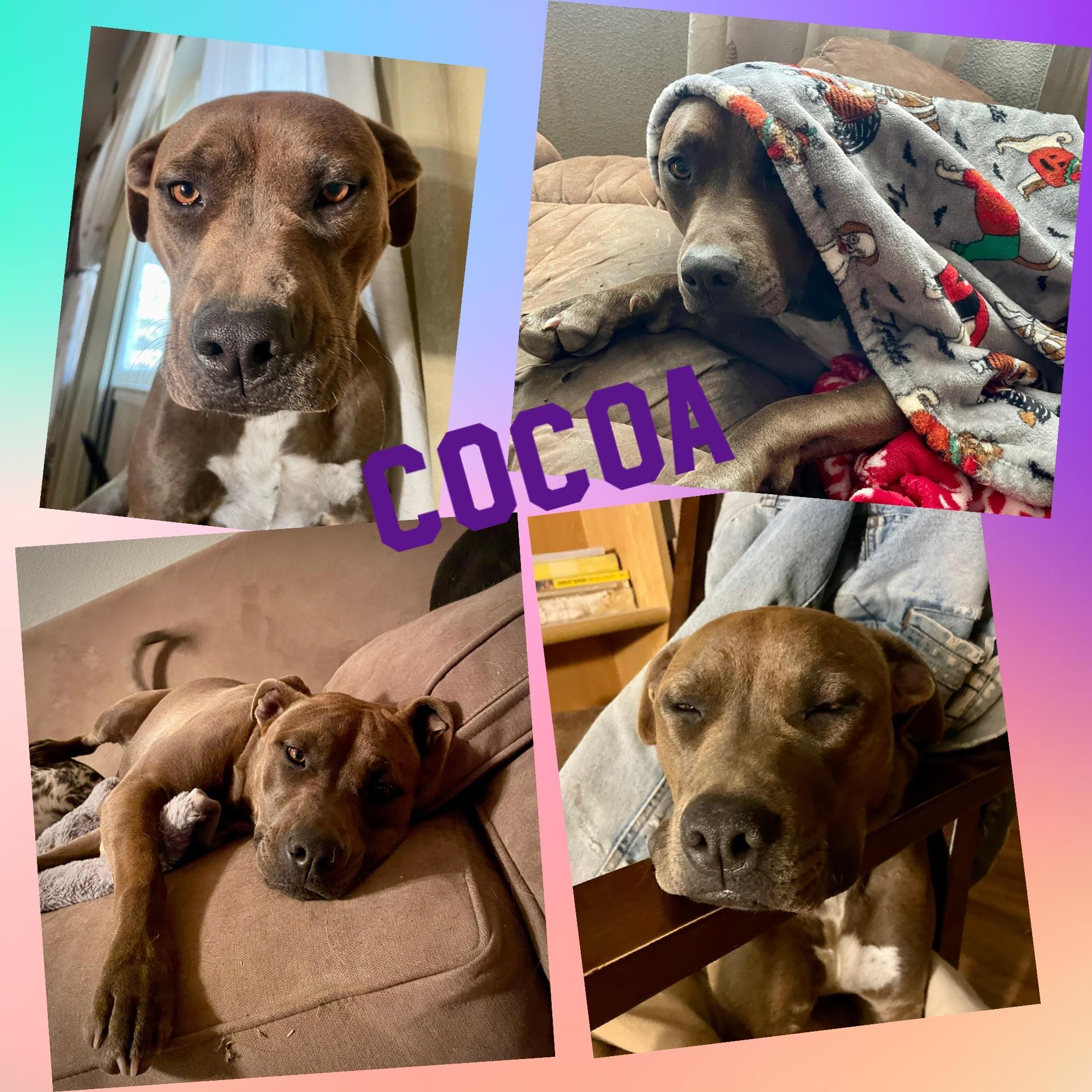 Cocoa photo 1