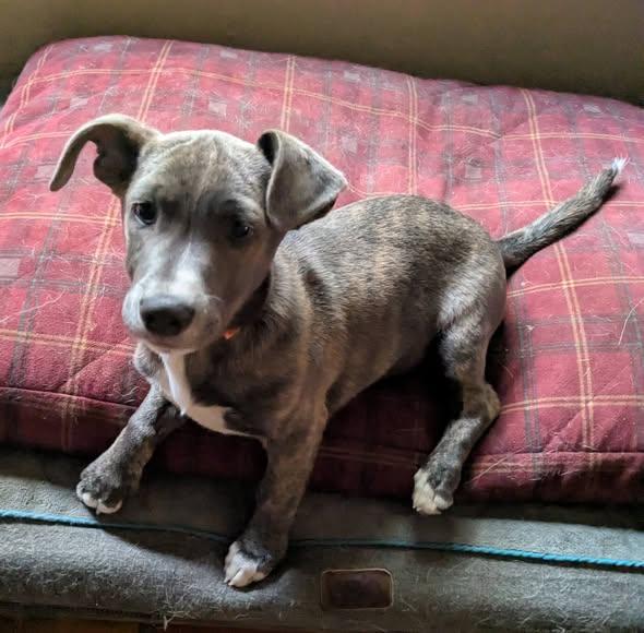 Humboldt, Adoptable, Puppy Male Chihuahua & German Shepherd Dog.