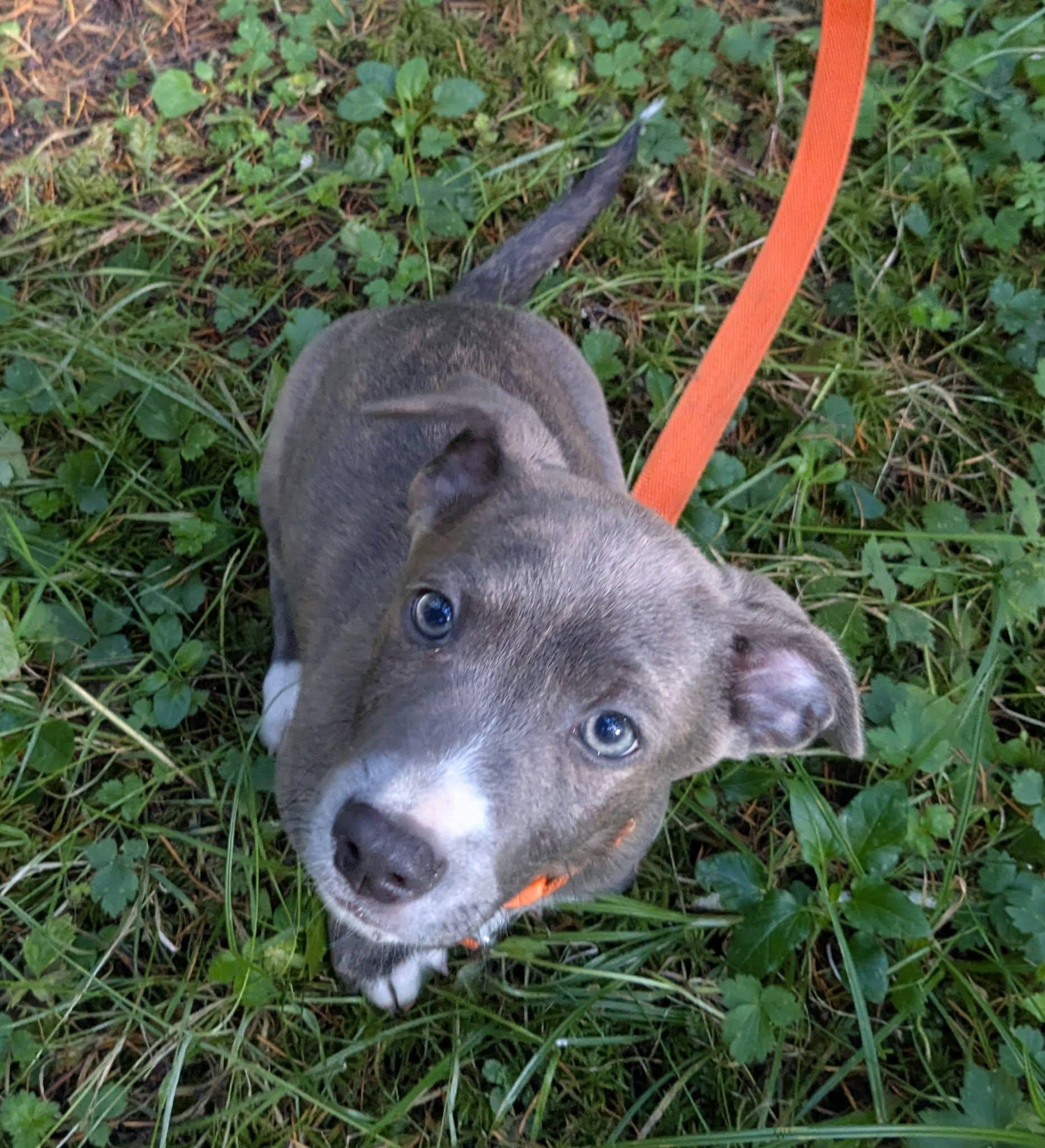 Enlarge Humboldt, a Adoptable mixed breed in Clatskanie, OR image 4/4