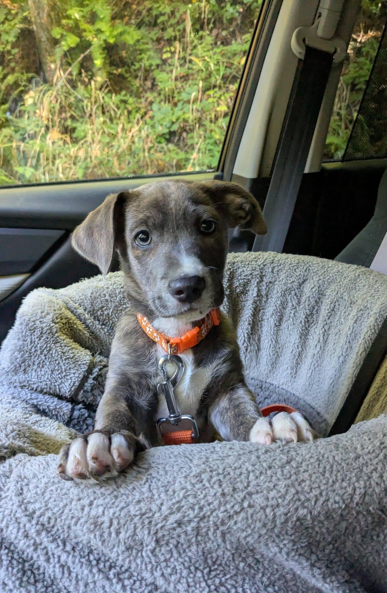 Enlarge Humboldt, a Adoptable mixed breed in Clatskanie, OR image 1/4