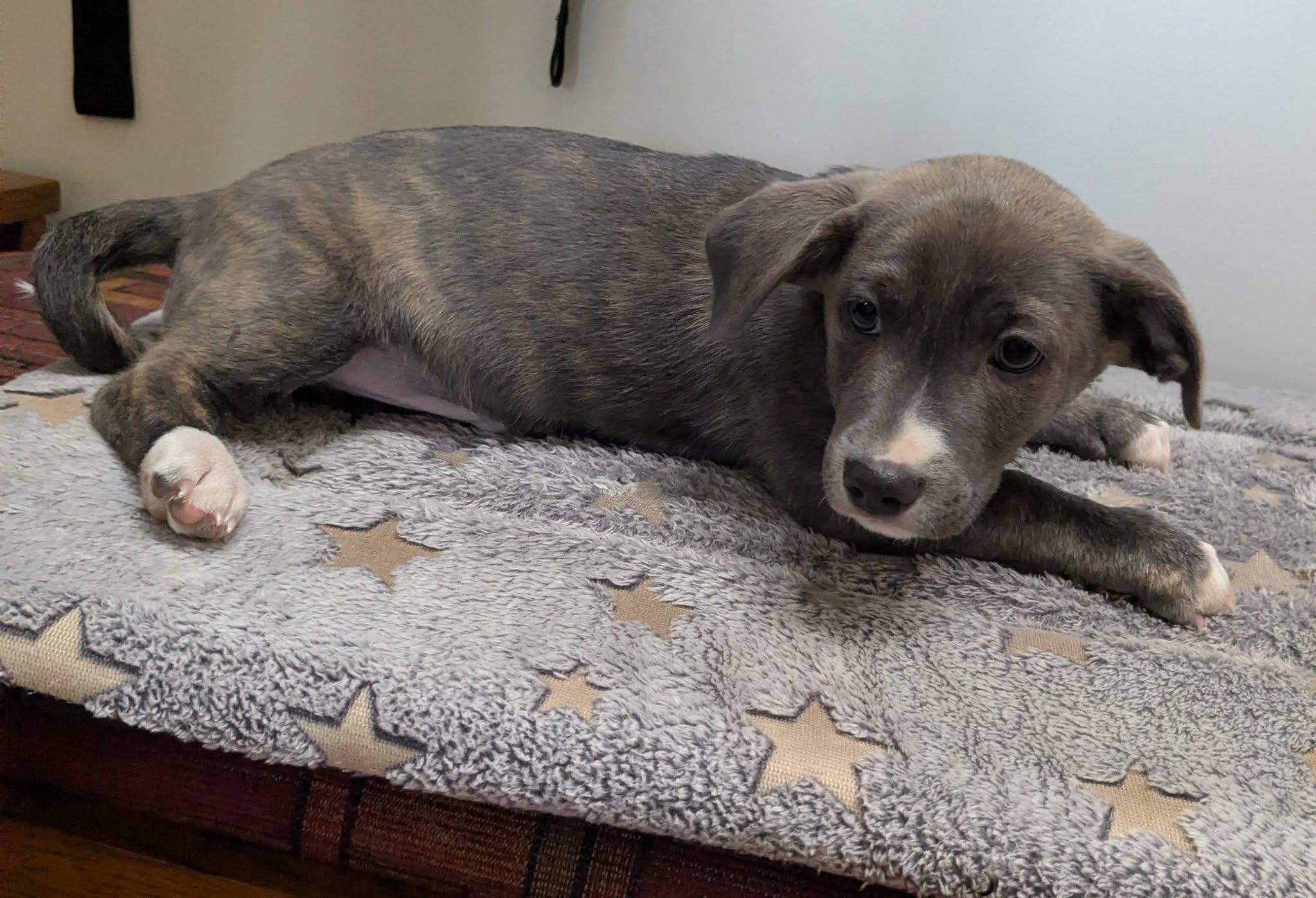 Enlarge Humboldt, a Adoptable mixed breed in Clatskanie, OR image 2/4