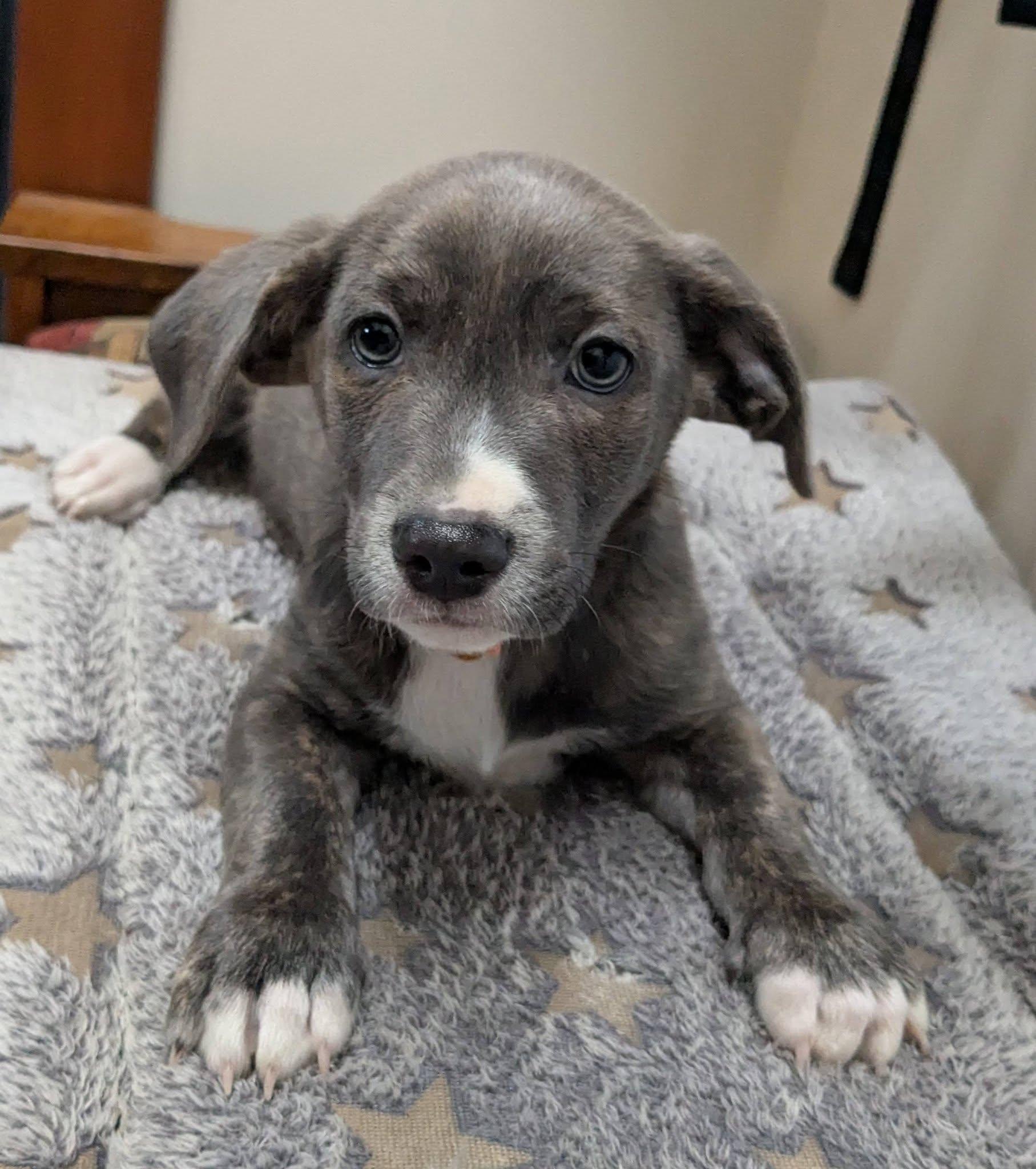 Enlarge Humboldt, a Adoptable mixed breed in Clatskanie, OR image 3/4
