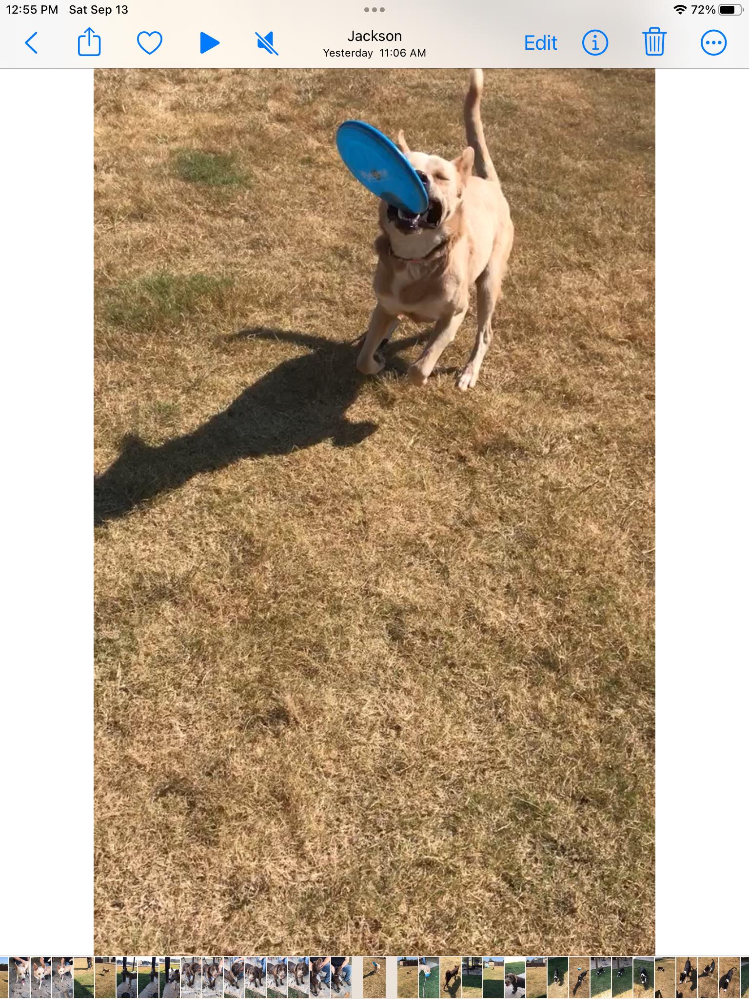 Shep, Adoptable, Adult Male German Shepherd Dog.