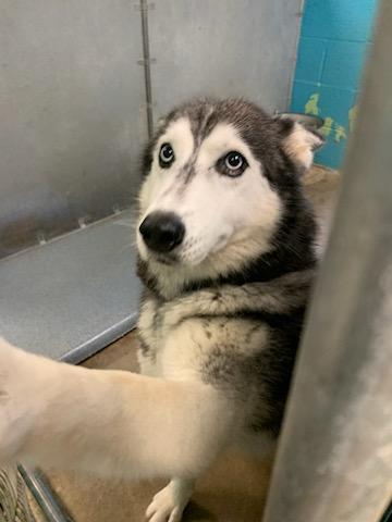 Enlarge Mya, a Adopted Husky in Hot Springs, AR image 1/1