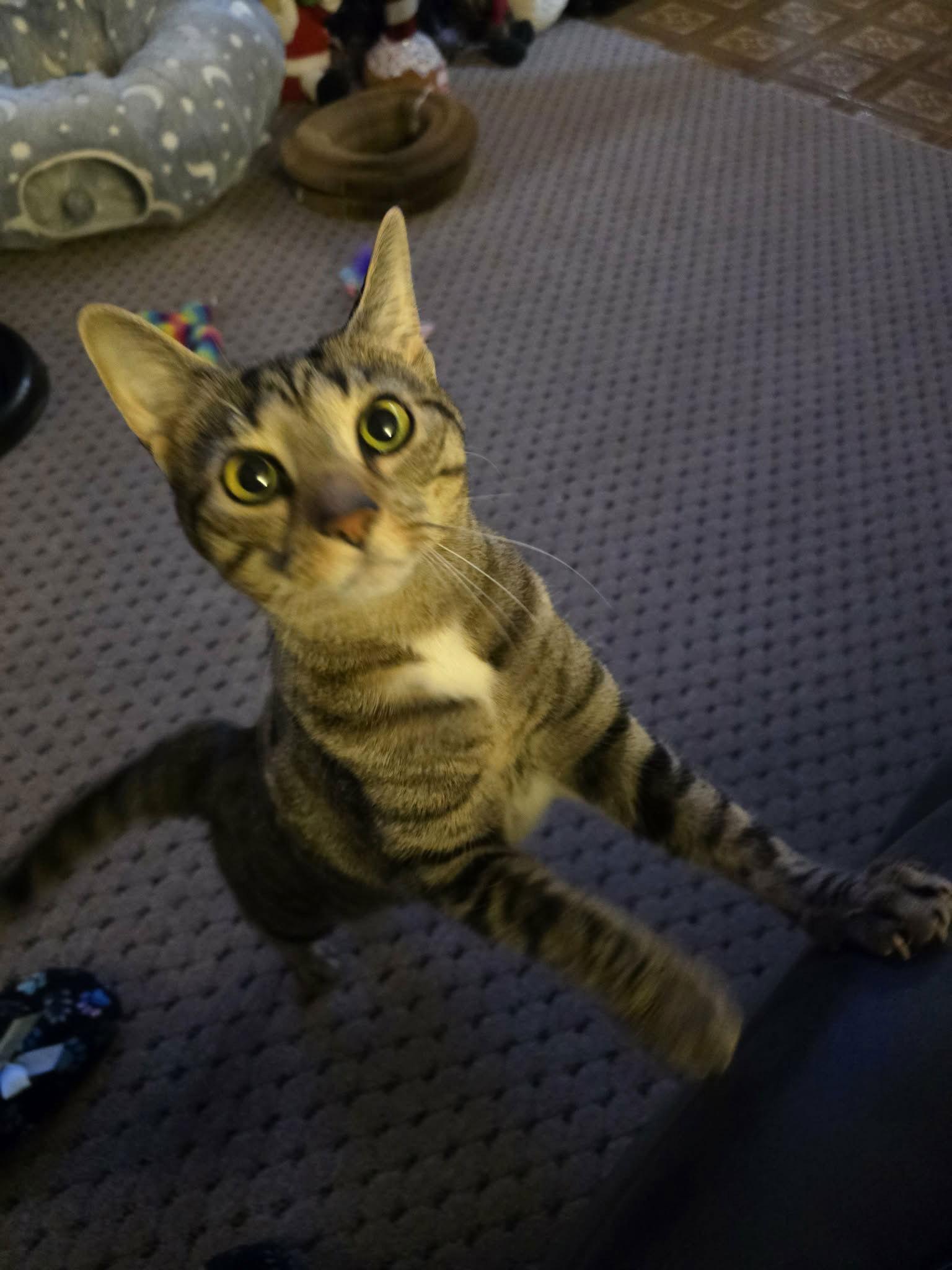 Katie, Adoptable, Young Female Domestic Short Hair & Tabby.