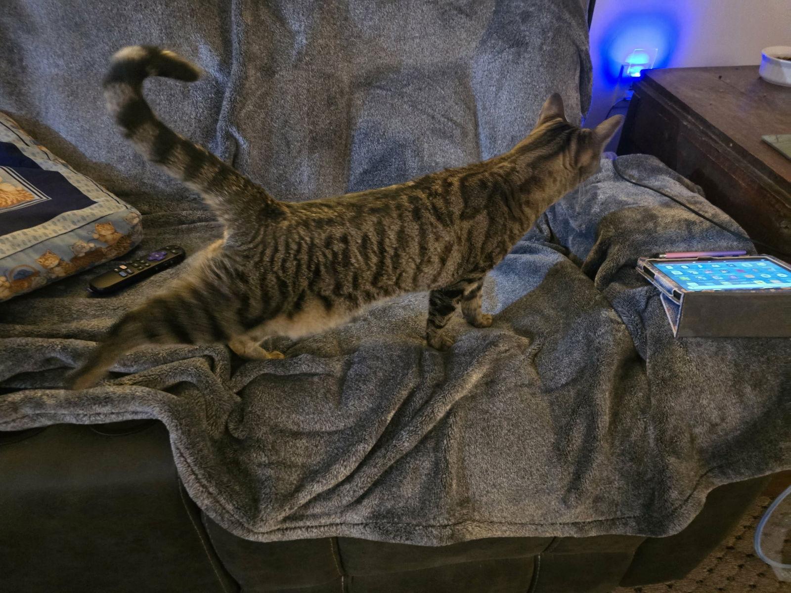 Enlarge Katie, a Adoptable mixed breed in Trexlertown, PA image 2/2