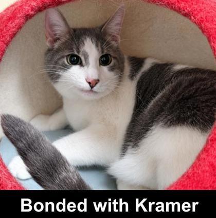 Kirk, a Adoptable mixed breed in Elk Grove Village, IL image 1/3
