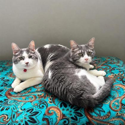 Kirk, Adoptable, Senior Male Domestic Short Hair & Domestic Short Hair.