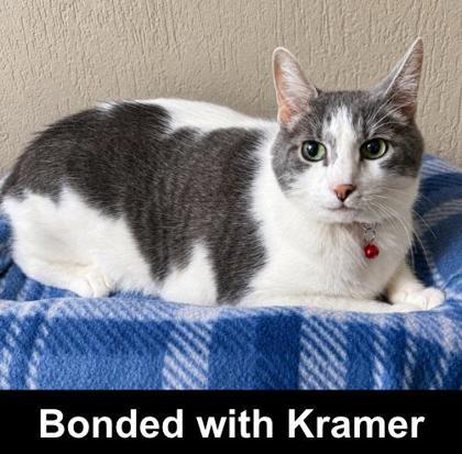 Kirk, a Adoptable mixed breed in Elk Grove Village, IL image 2/3