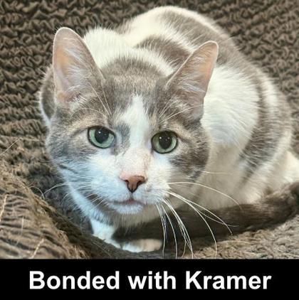 Kirk, a Adoptable mixed breed in Elk Grove Village, IL image 2/3