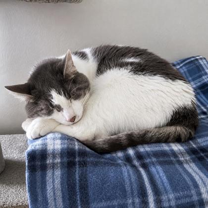 Kirk, a Adoptable mixed breed in Elk Grove Village, IL image 3/3