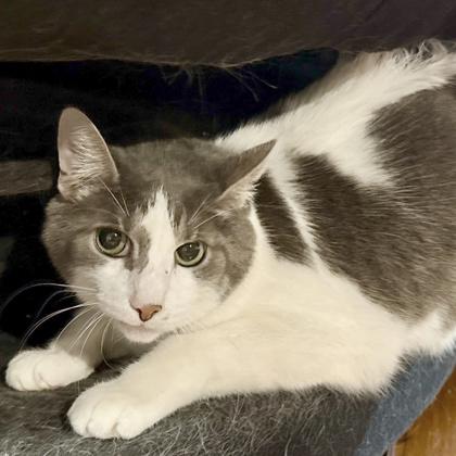 Kirk, a Adoptable mixed breed in Elk Grove Village, IL image 3/3