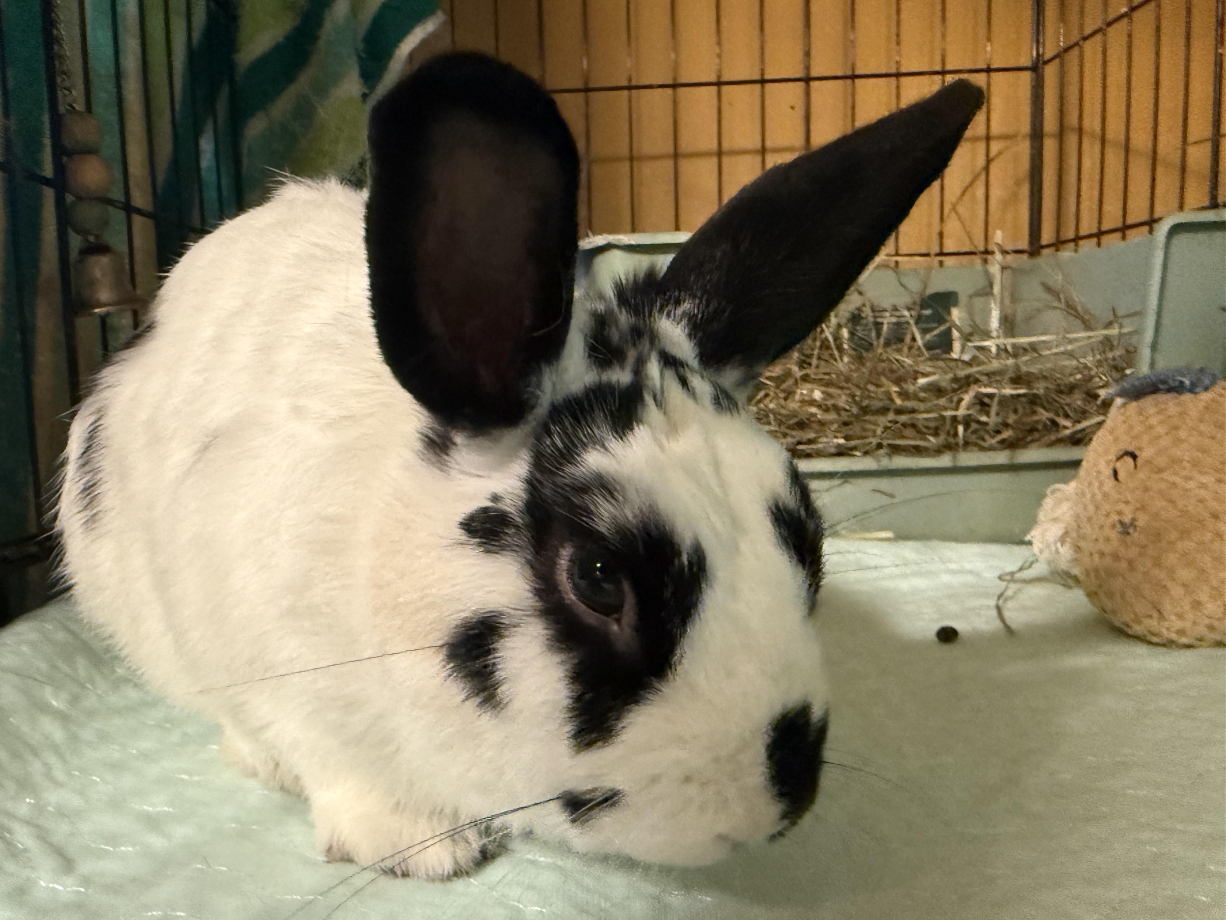 Squirt, a Adoptable English Spot in Norwalk, CT image 1/3