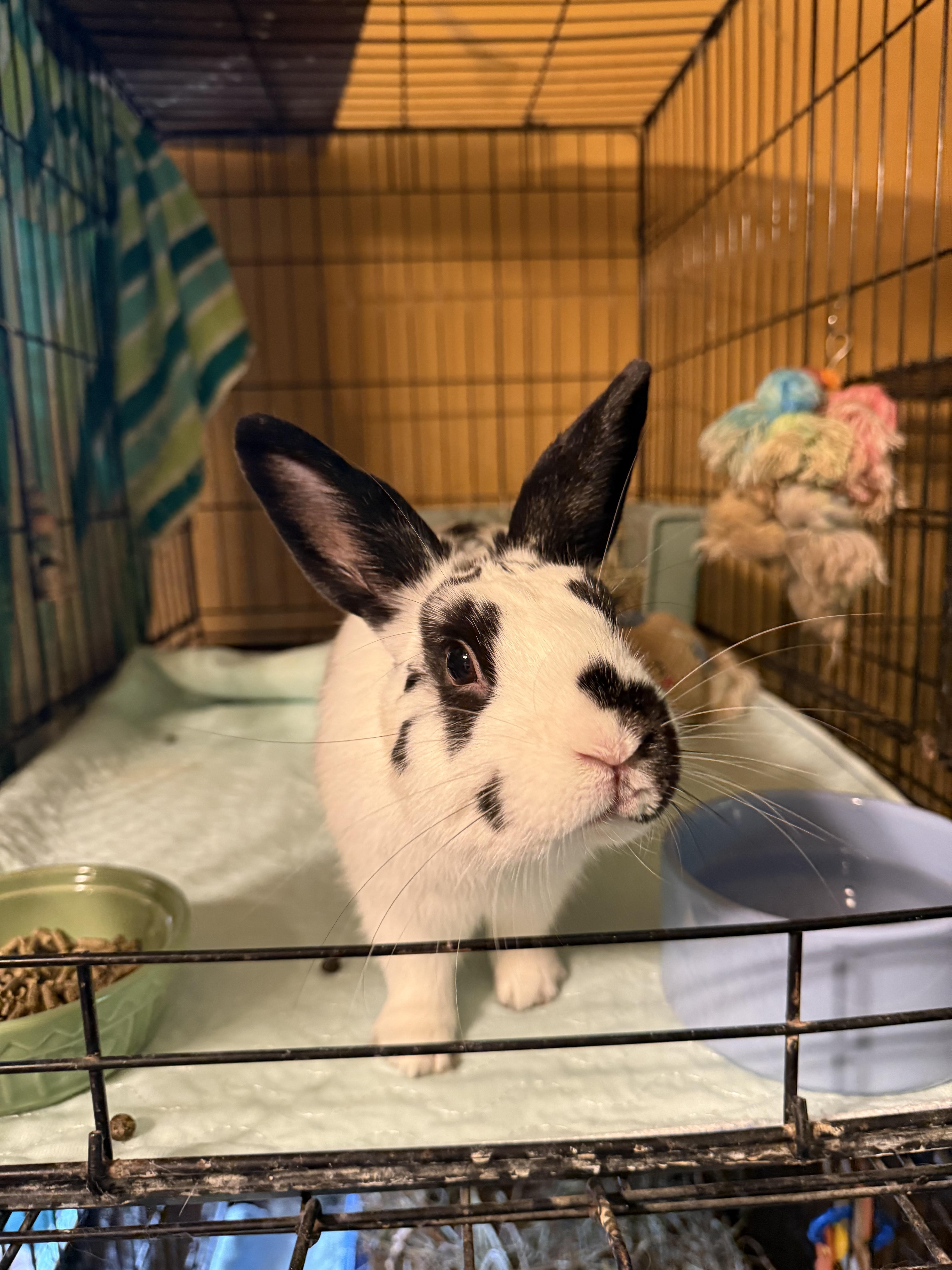 Squirt, a Adoptable English Spot in Norwalk, CT image 2/3