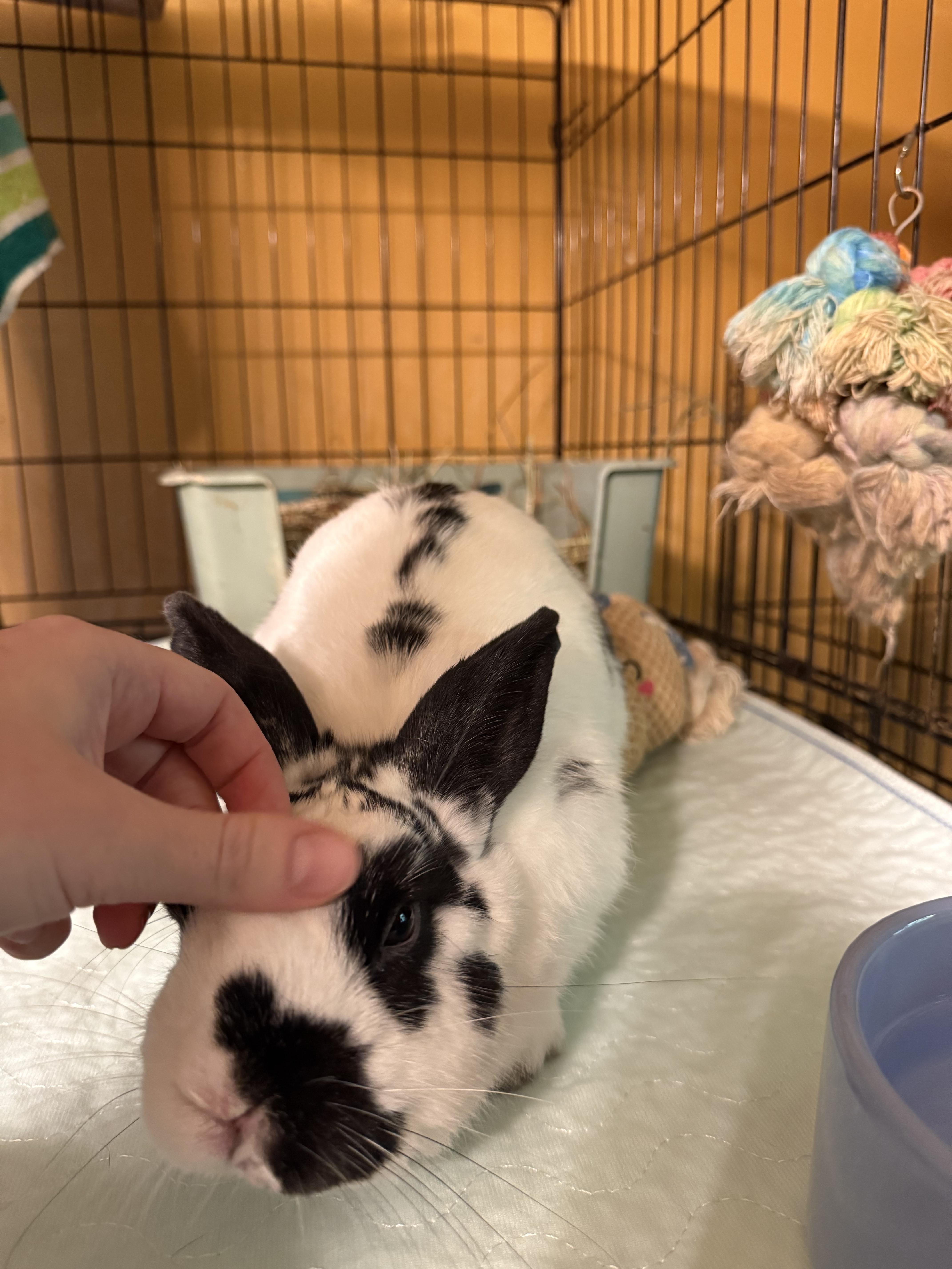 Squirt, a Adoptable English Spot in Norwalk, CT image 3/3