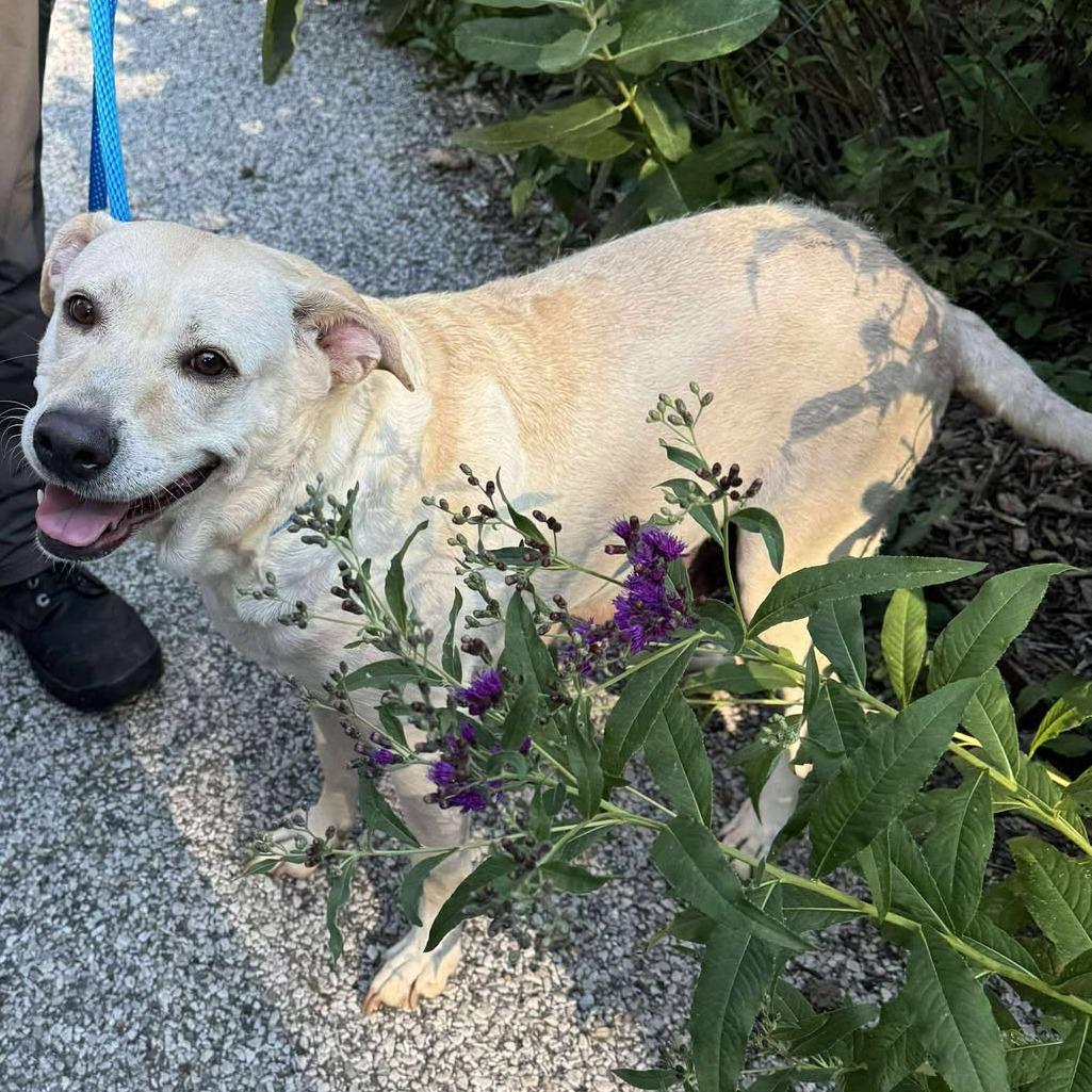 Karman, Adoptable, Adult Female Mixed Breed.