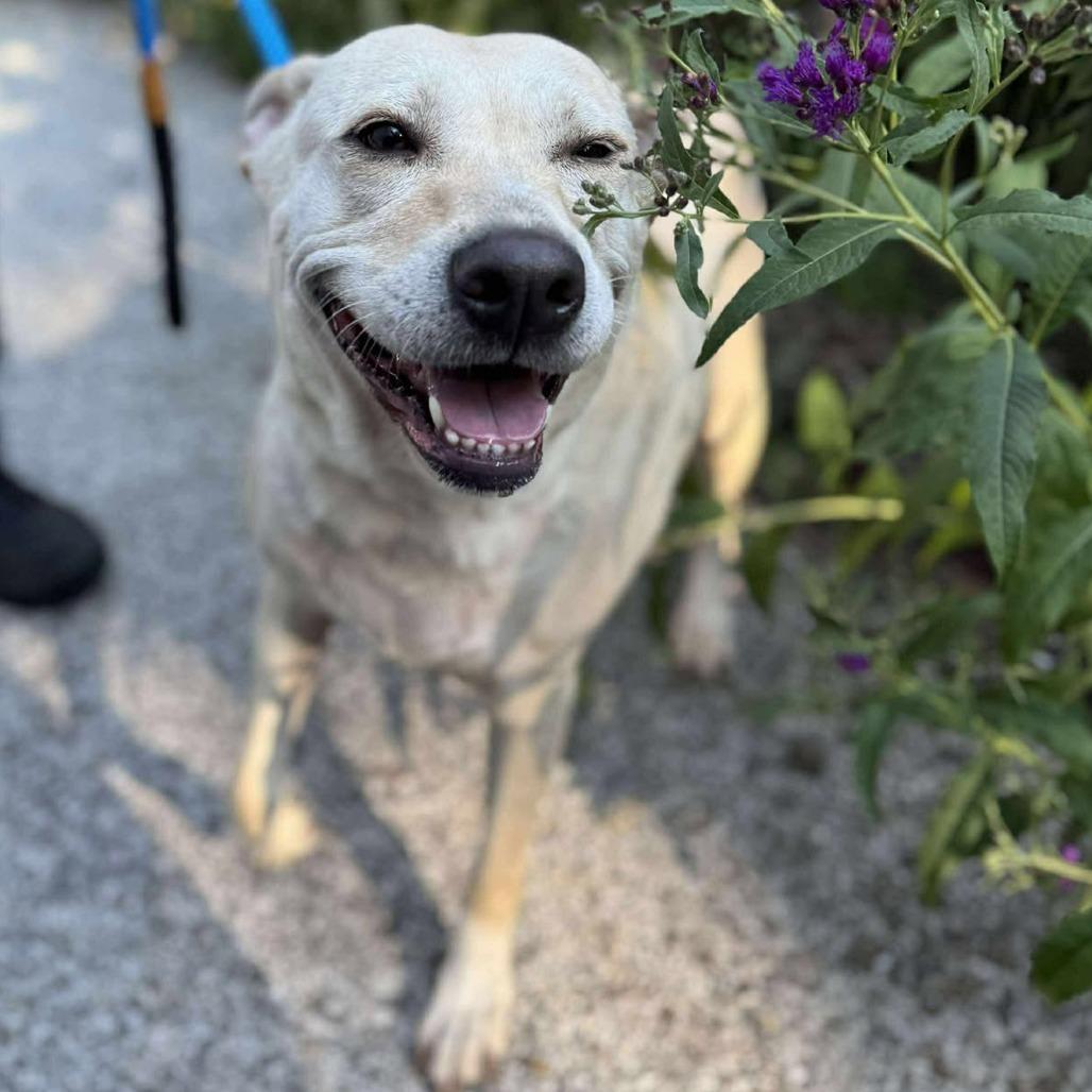 Karman, a Adoptable Mixed Breed in Edwardsville, IL image 2/5