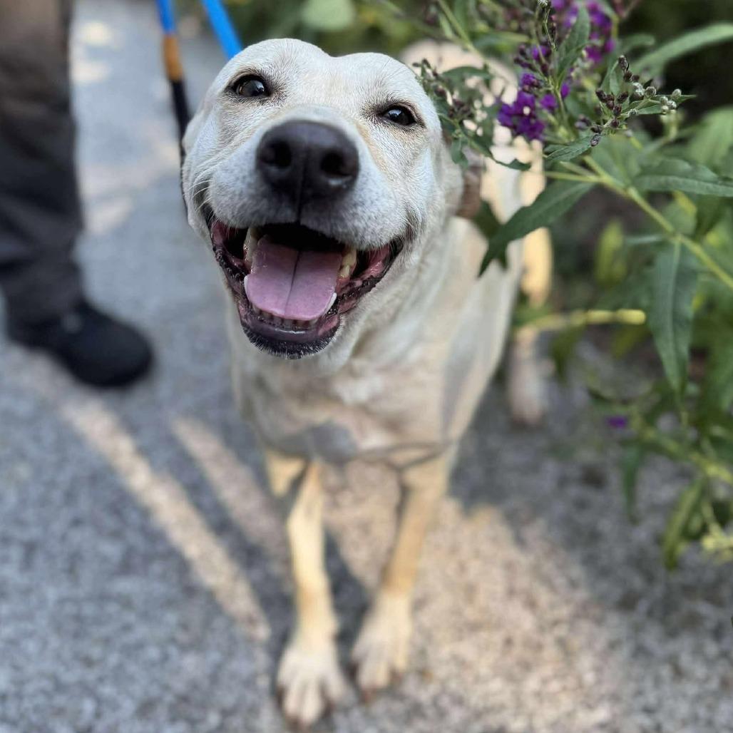 Karman, a Adoptable Mixed Breed in Edwardsville, IL image 4/5