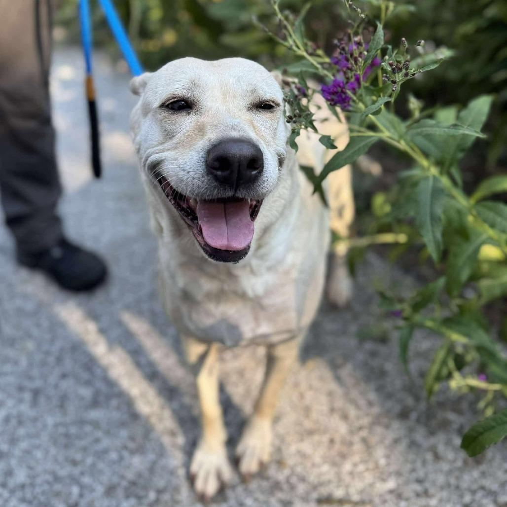 Karman, a Adoptable Mixed Breed in Edwardsville, IL image 5/5