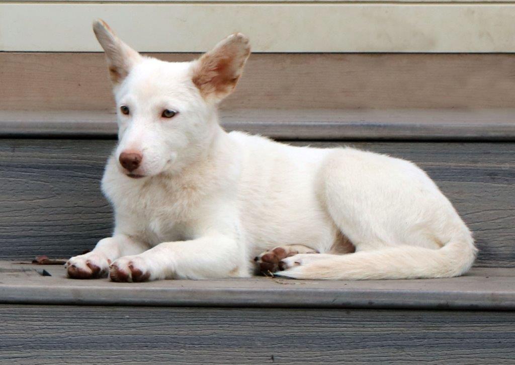 Enlarge Sarah, a Adopted White German Shepherd in Hoffman Estates, IL image 1/3