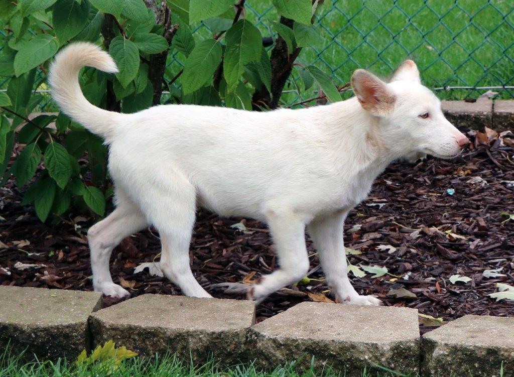 Enlarge Sarah, a Adopted White German Shepherd in Hoffman Estates, IL image 2/3