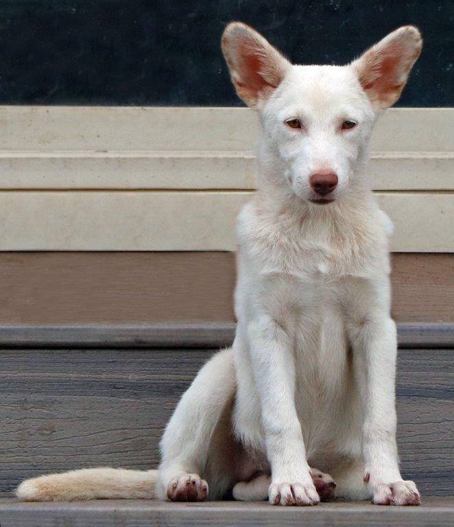 Enlarge Sarah, a Adopted White German Shepherd in Hoffman Estates, IL image 3/3