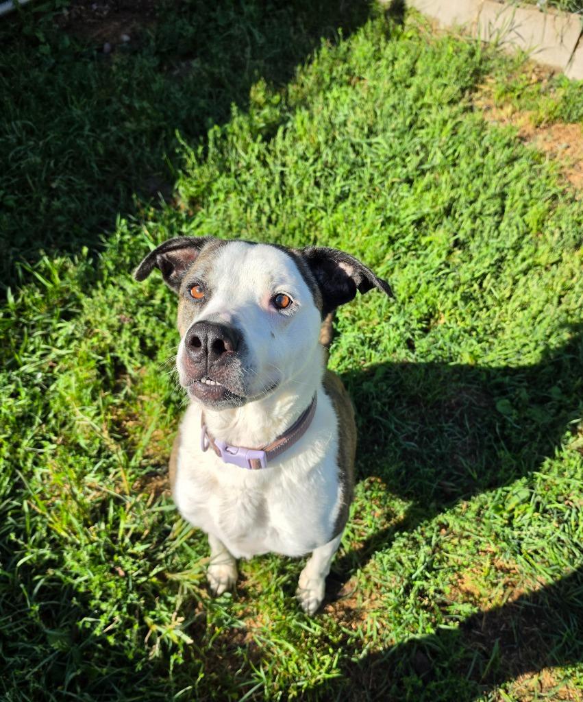 Piper, Adoptable, Adult Female Pit Bull Terrier.