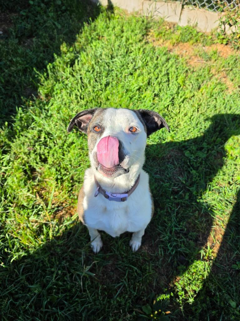 Enlarge Piper, a Adoptable Pit Bull Terrier in Neillsville, WI image 2/4