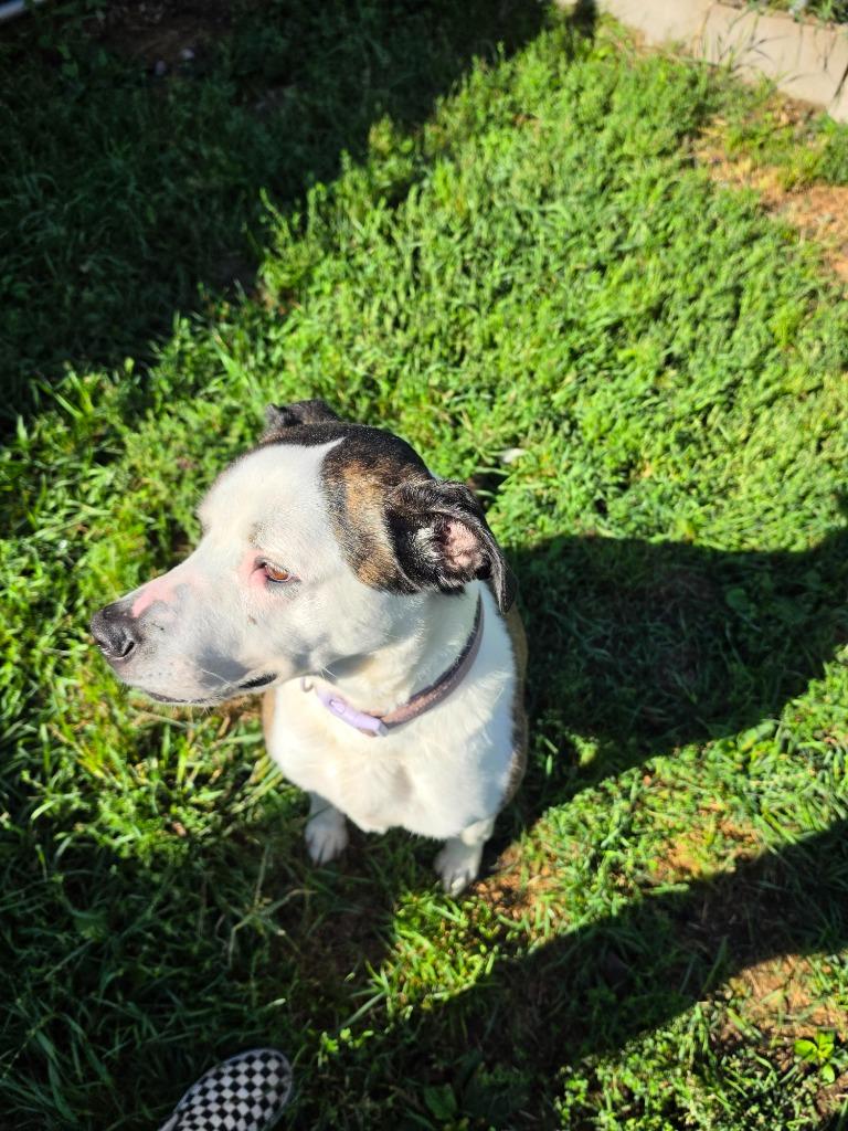 Enlarge Piper, a Adoptable Pit Bull Terrier in Neillsville, WI image 3/4