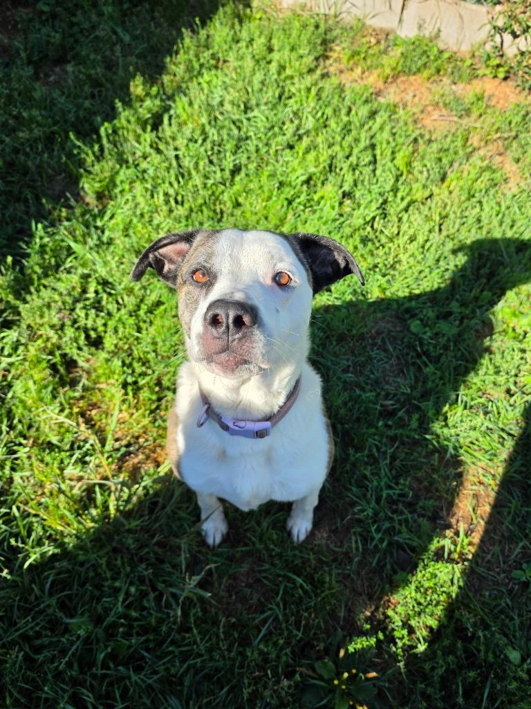 Enlarge Piper, a Adoptable Pit Bull Terrier in Neillsville, WI image 4/4