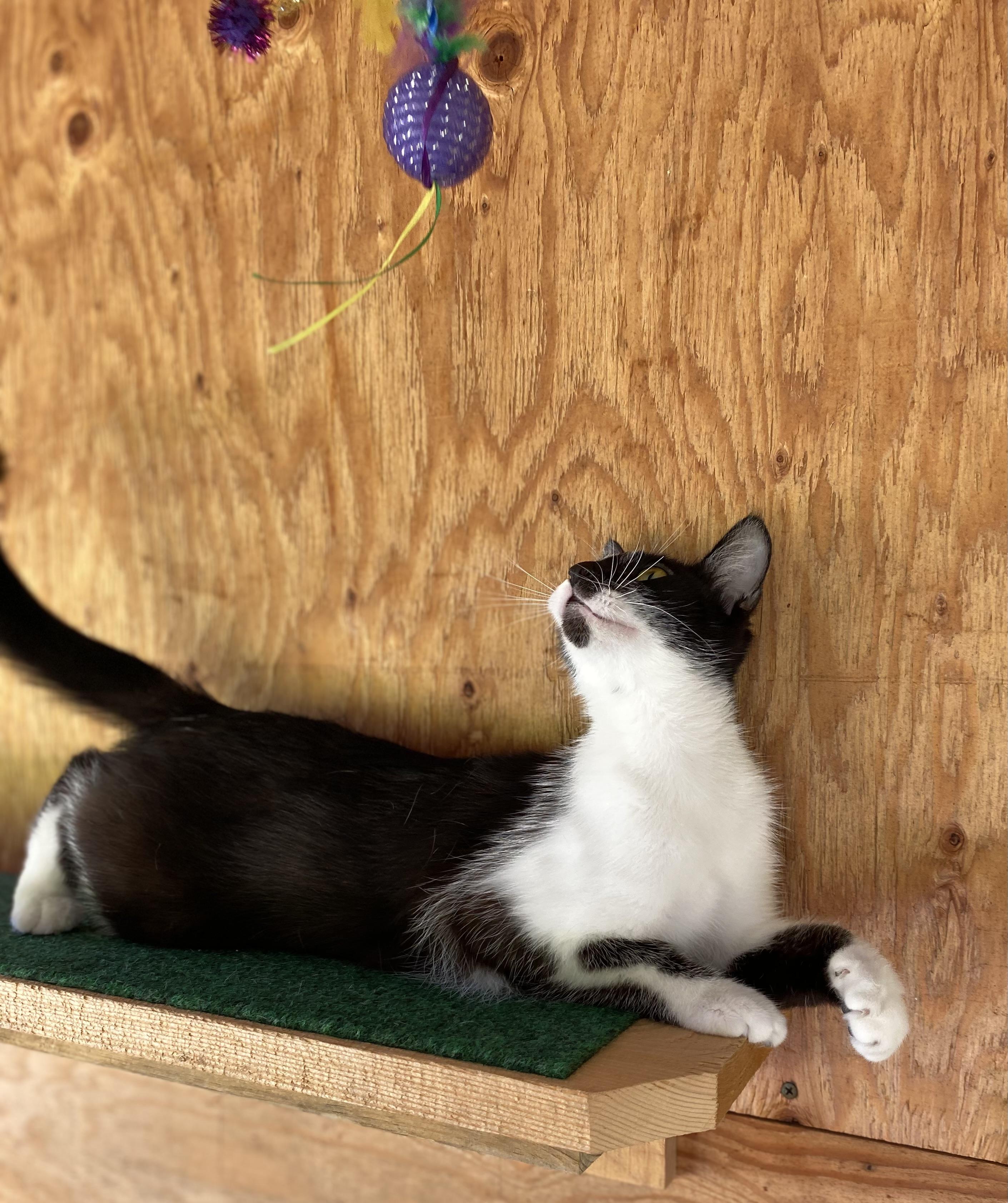 Delta, a Adoptable Domestic Short Hair in Dansville, NY image 3/3
