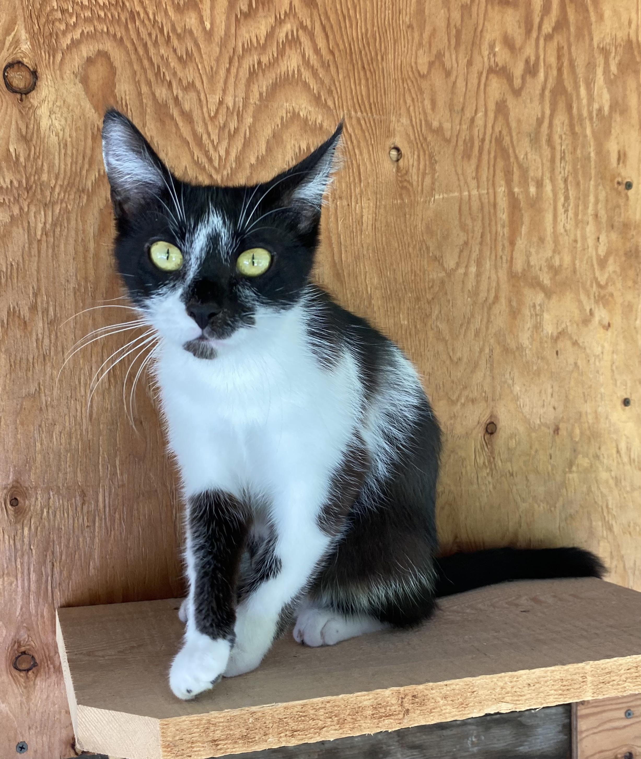 Delta, a Adoptable Domestic Short Hair in Dansville, NY image 2/3