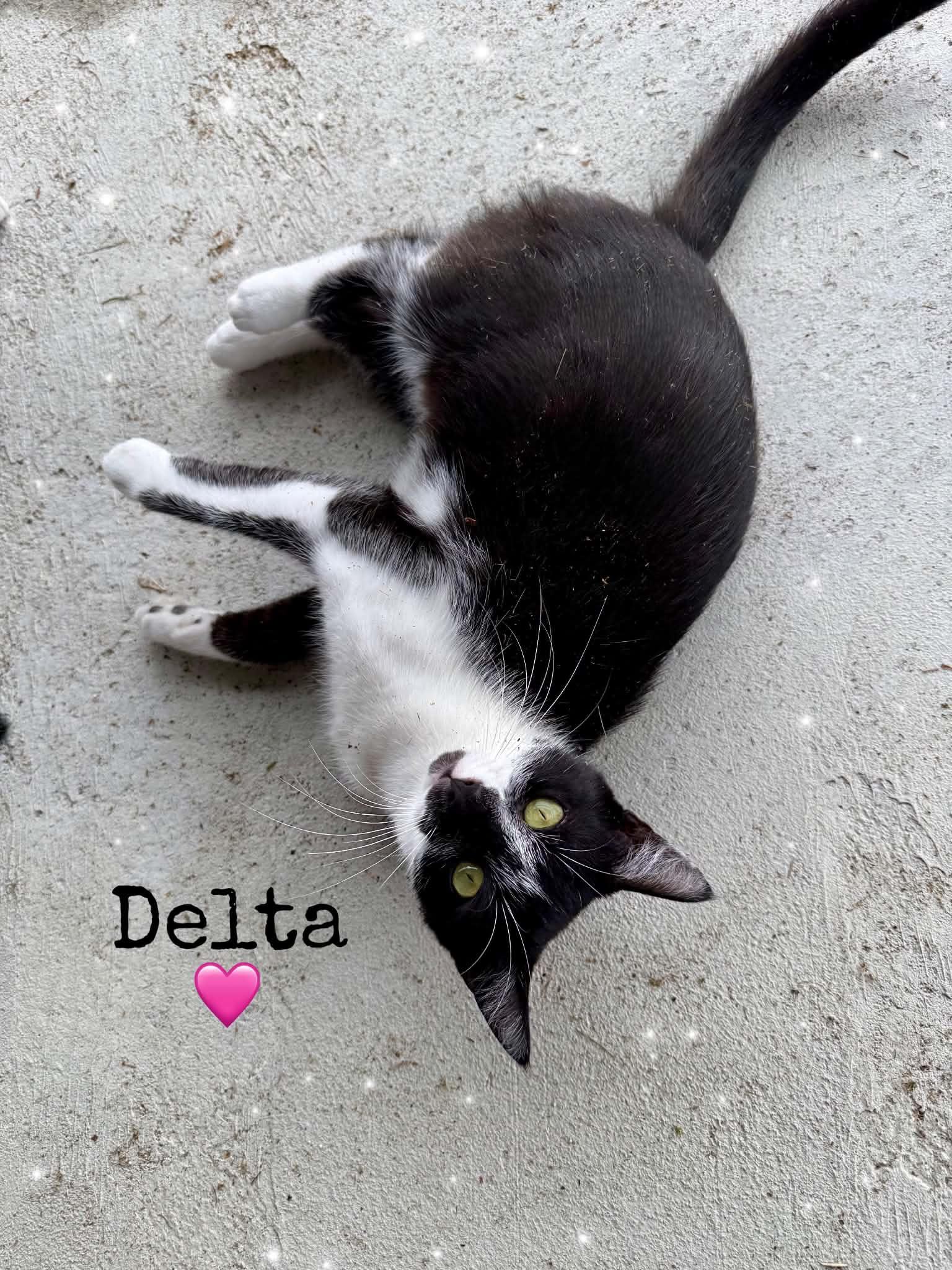 Delta, Adoptable, Young Female Domestic Short Hair.