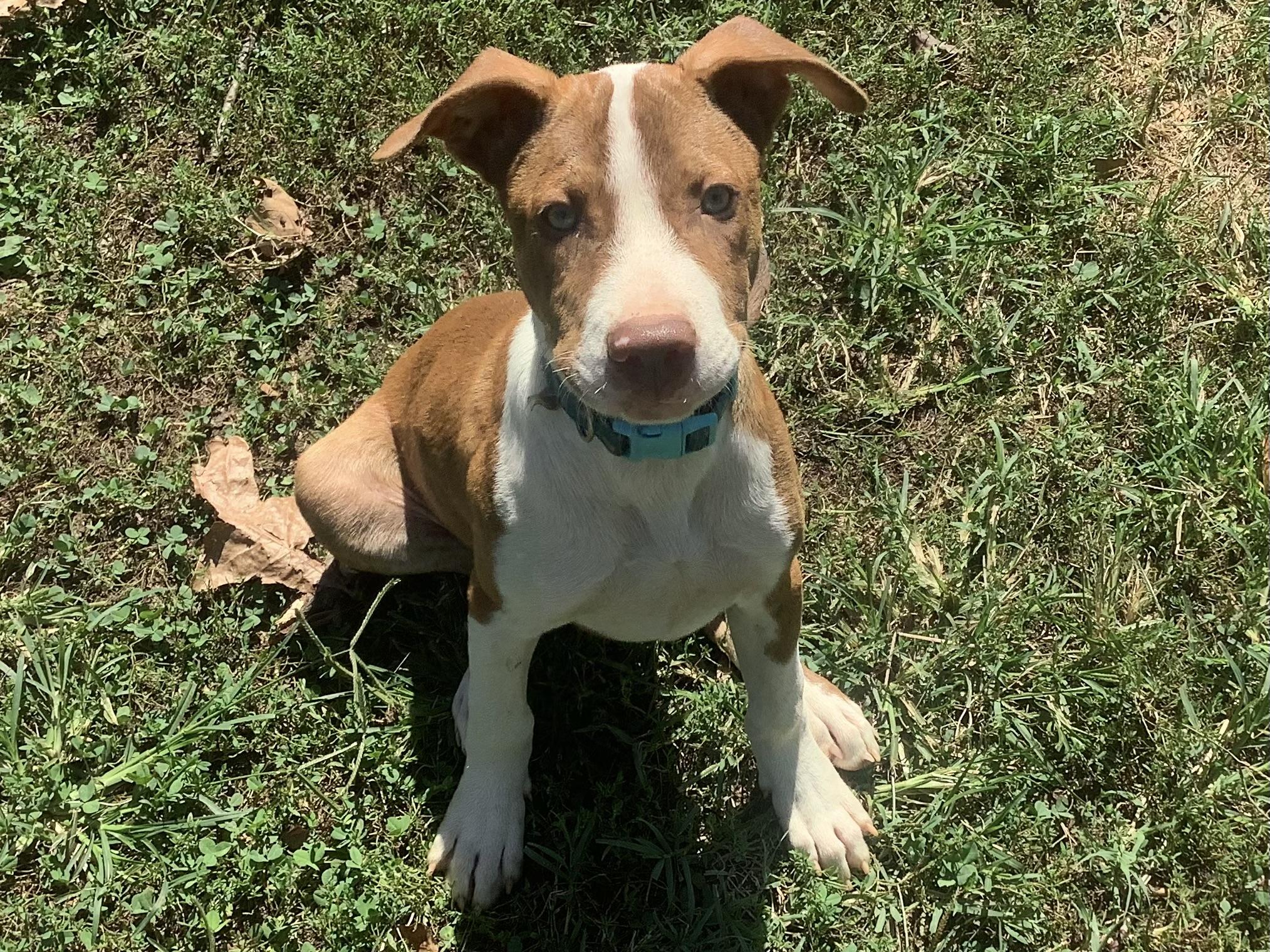 Enlarge Huey, a Adoptable mixed breed in Farmville, VA image 5/6