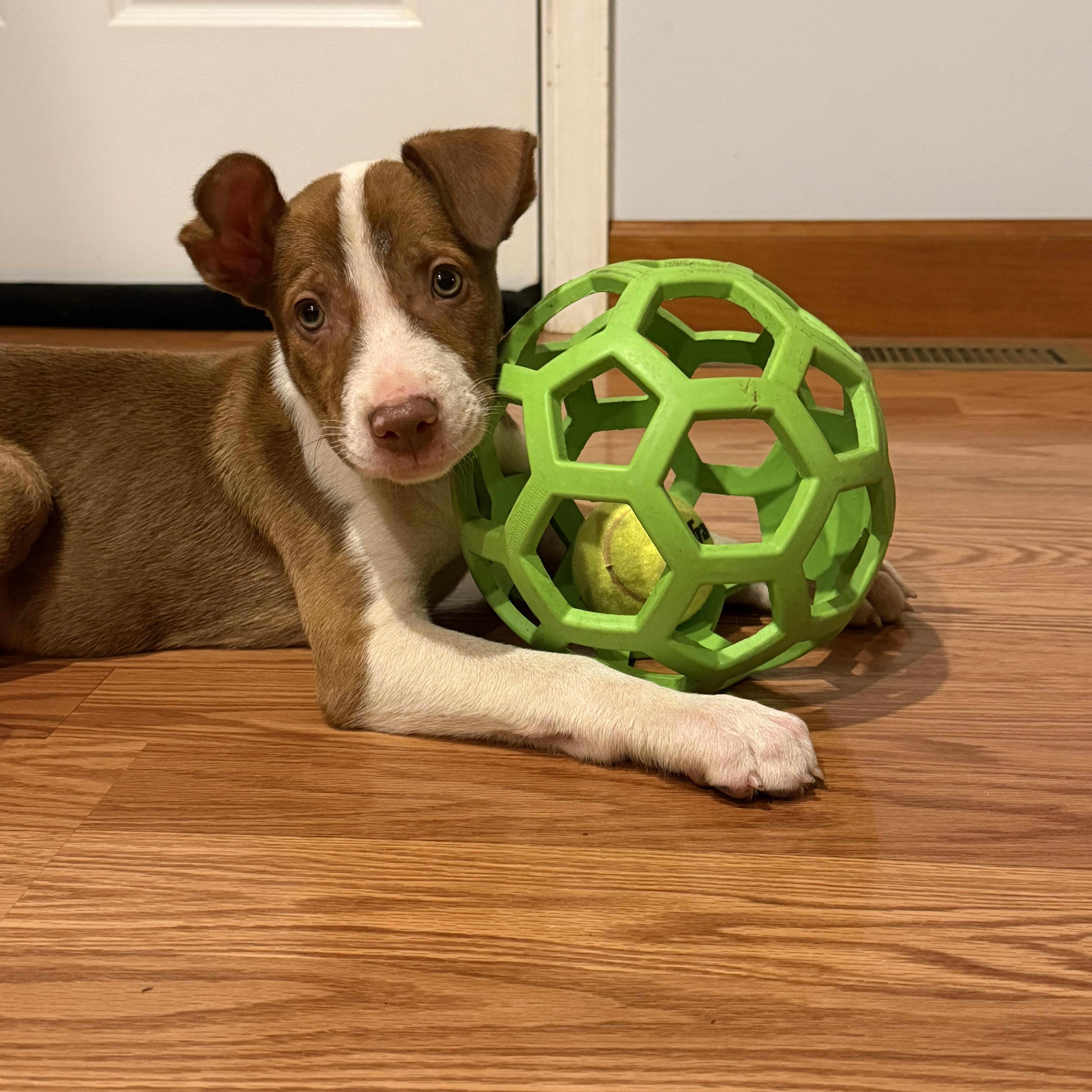 Enlarge Hugo (Baby Huey), a ADOPTABLE mixed breed in Grottoes, VA image 3/6