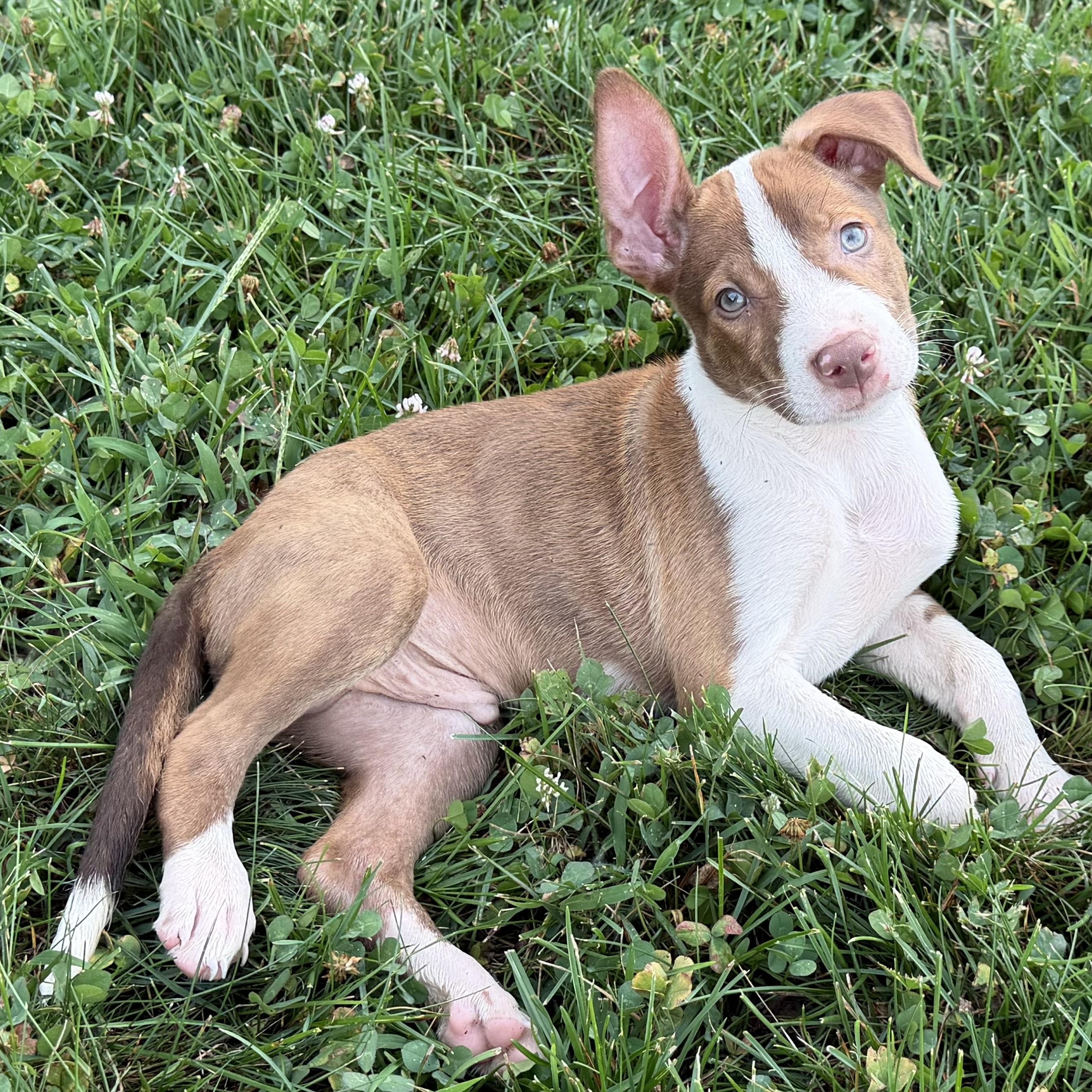 Hugo, a ADOPTABLE mixed breed in Grottoes, VA image 2/5