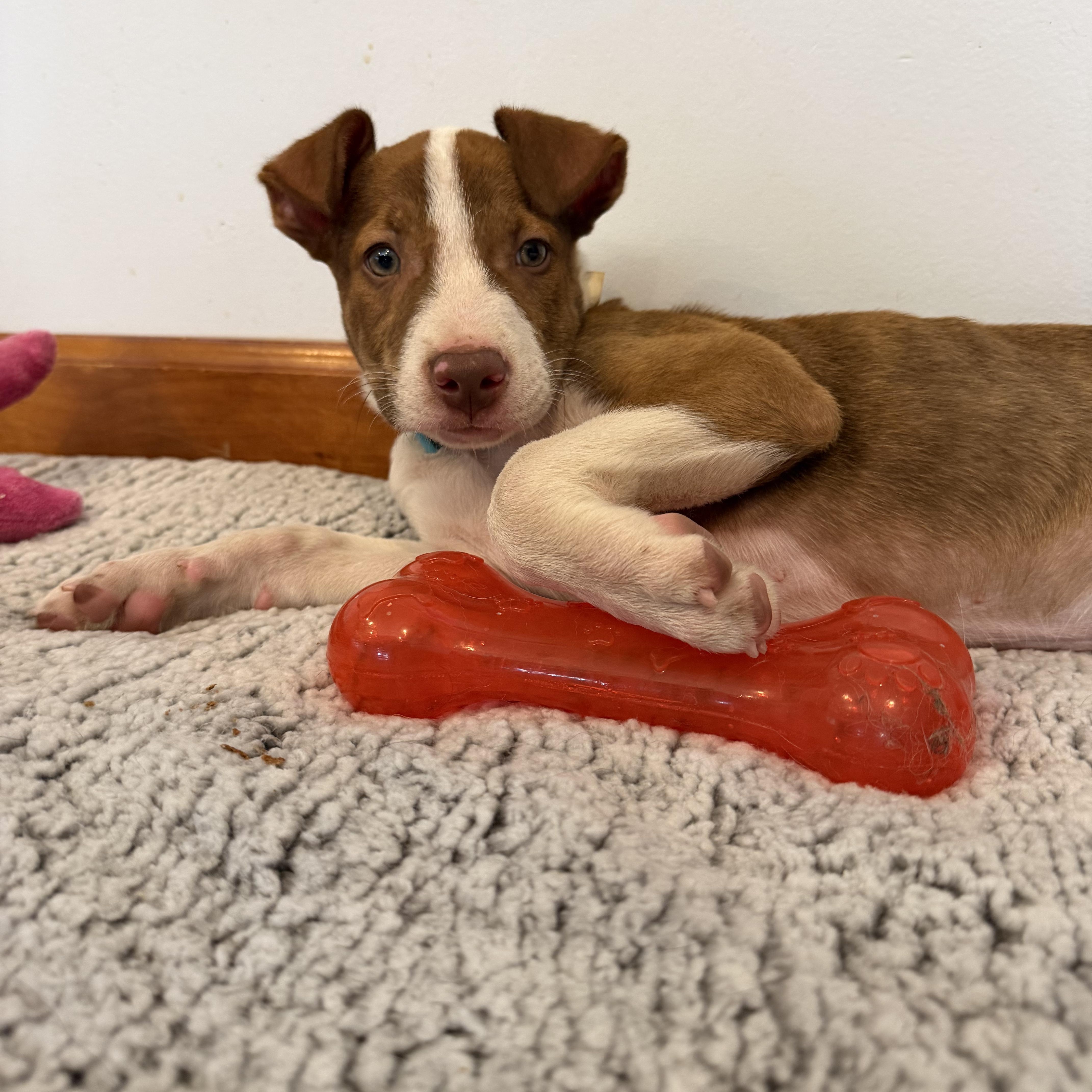 Enlarge Hugo (Baby Huey), a ADOPTABLE mixed breed in Grottoes, VA image 5/6