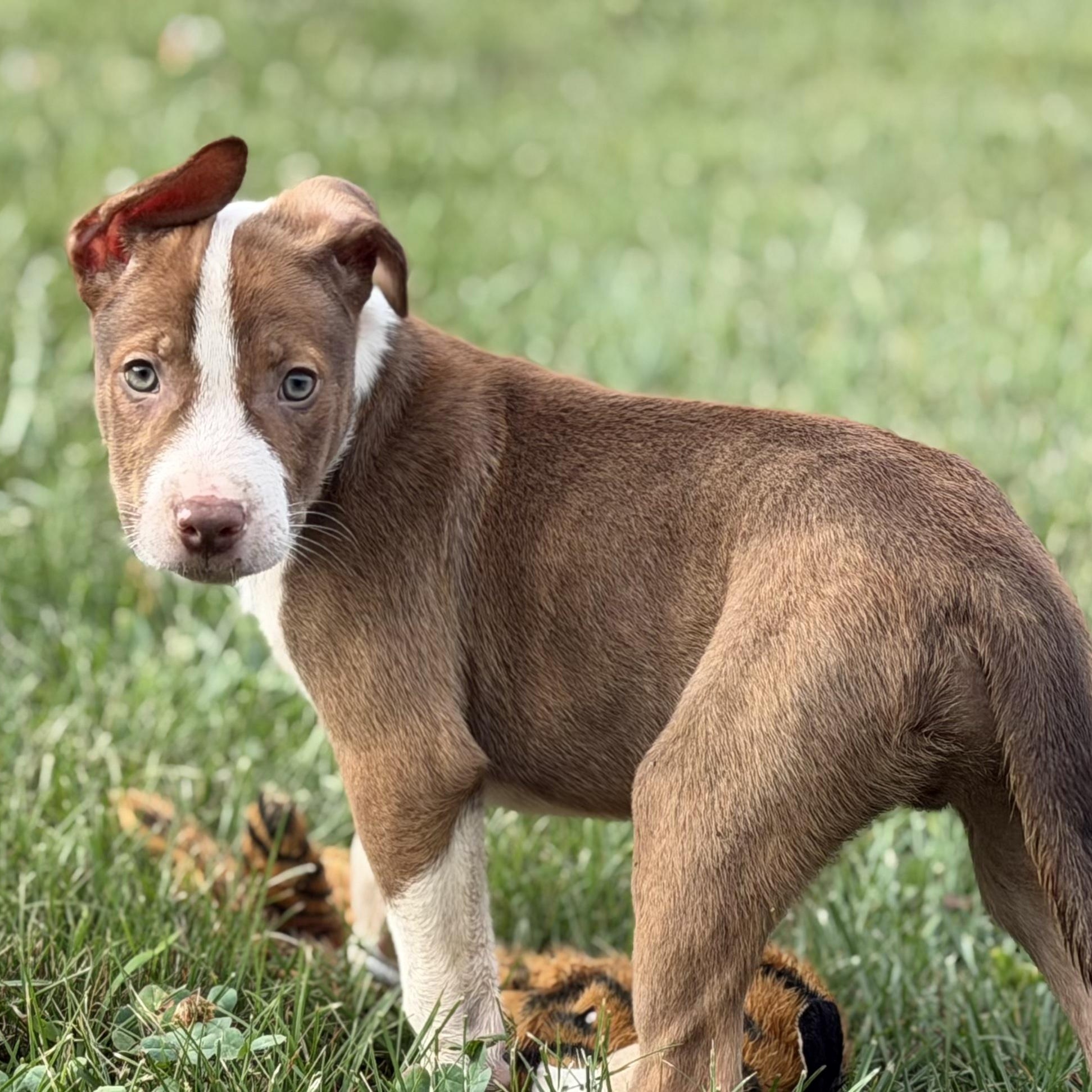 Hugo, a ADOPTABLE mixed breed in Grottoes, VA image 4/5