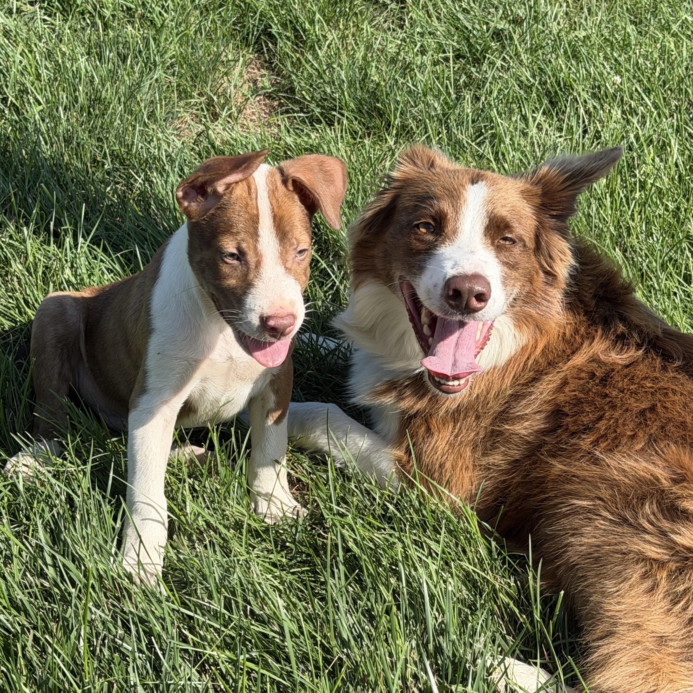 Hugo, a ADOPTABLE mixed breed in Grottoes, VA image 3/5