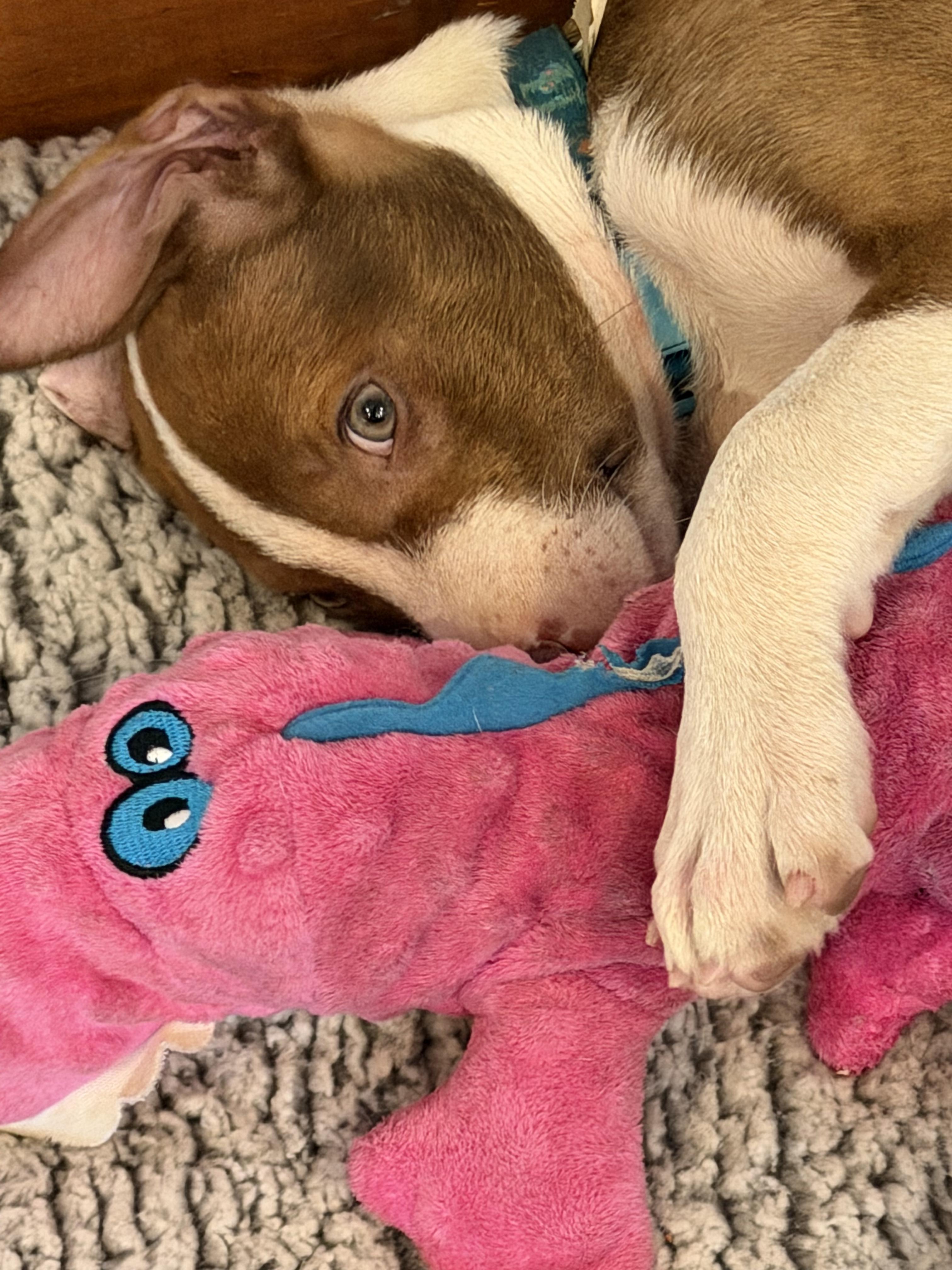 Hugo (Baby Huey), ADOPTABLE, Puppy Male Border Collie & Mountain Cur.