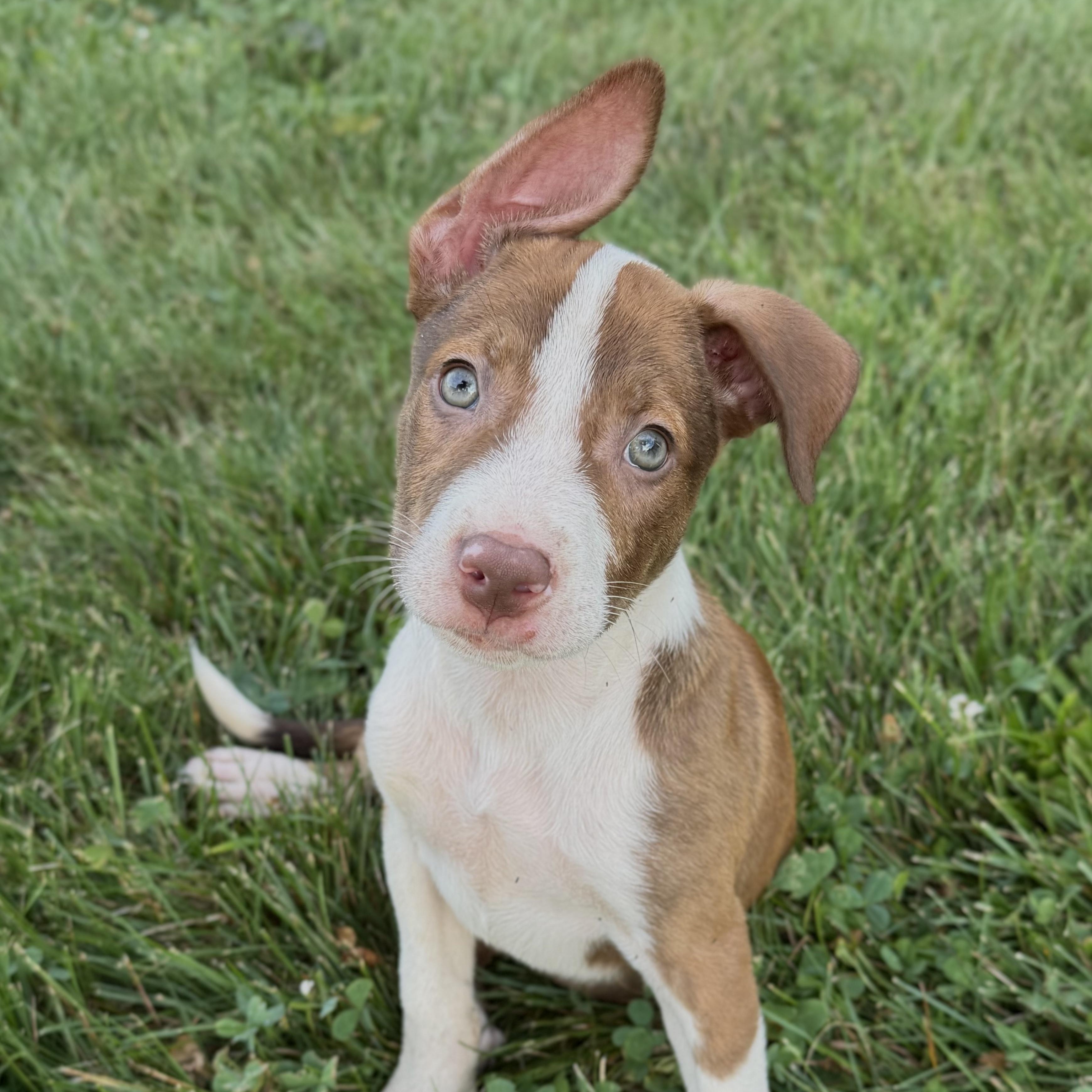 Hugo, a ADOPTABLE mixed breed in Grottoes, VA image 1/5