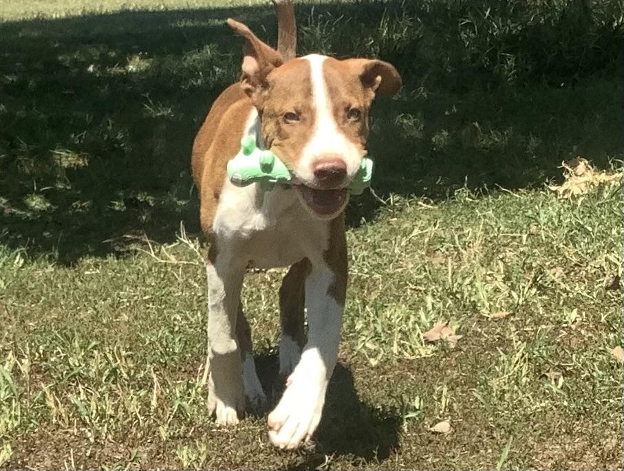 Enlarge Huey, a Adoptable mixed breed in Farmville, VA image 6/6
