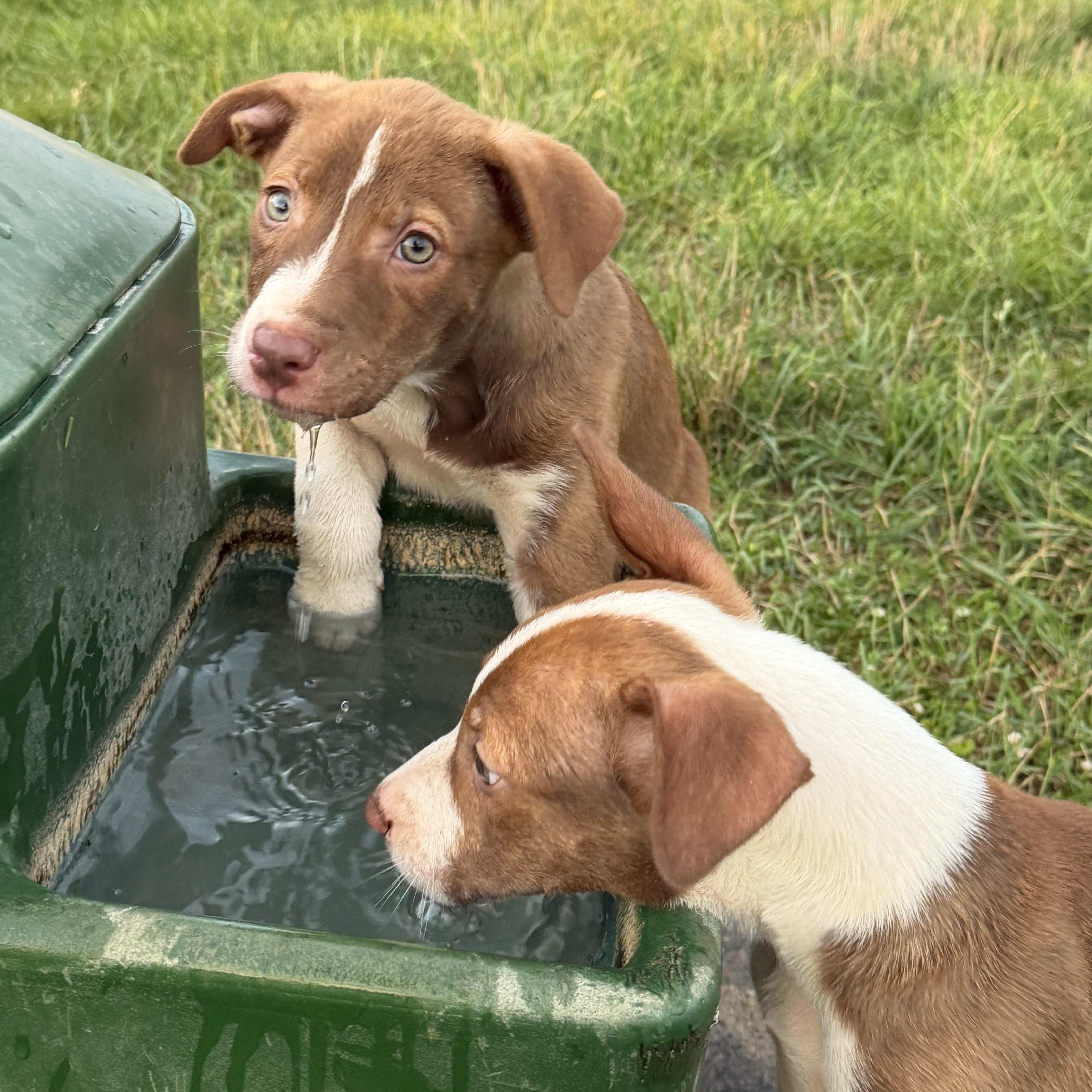 Hugo, a ADOPTABLE mixed breed in Grottoes, VA image 5/5