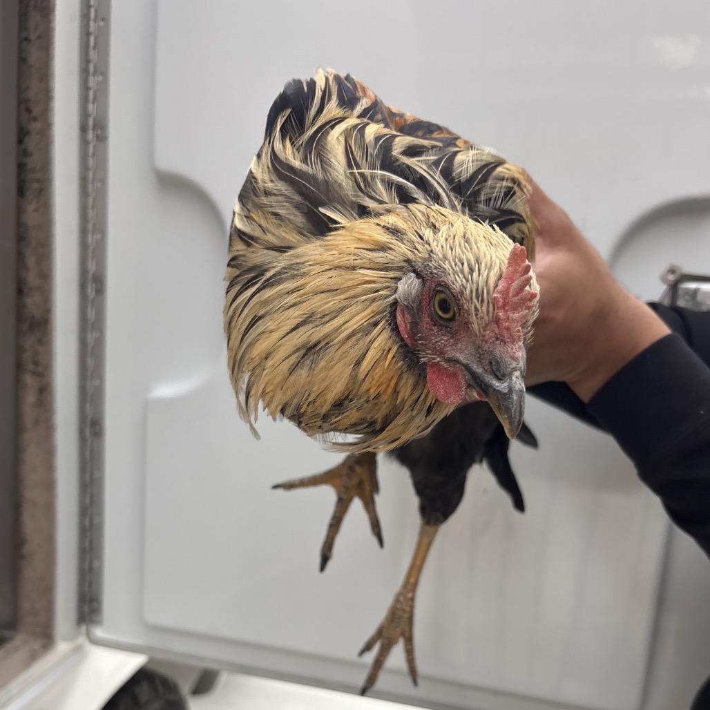 Enlarge Rooster, a Adoptable Chicken in San Gabriel, CA image 1/1