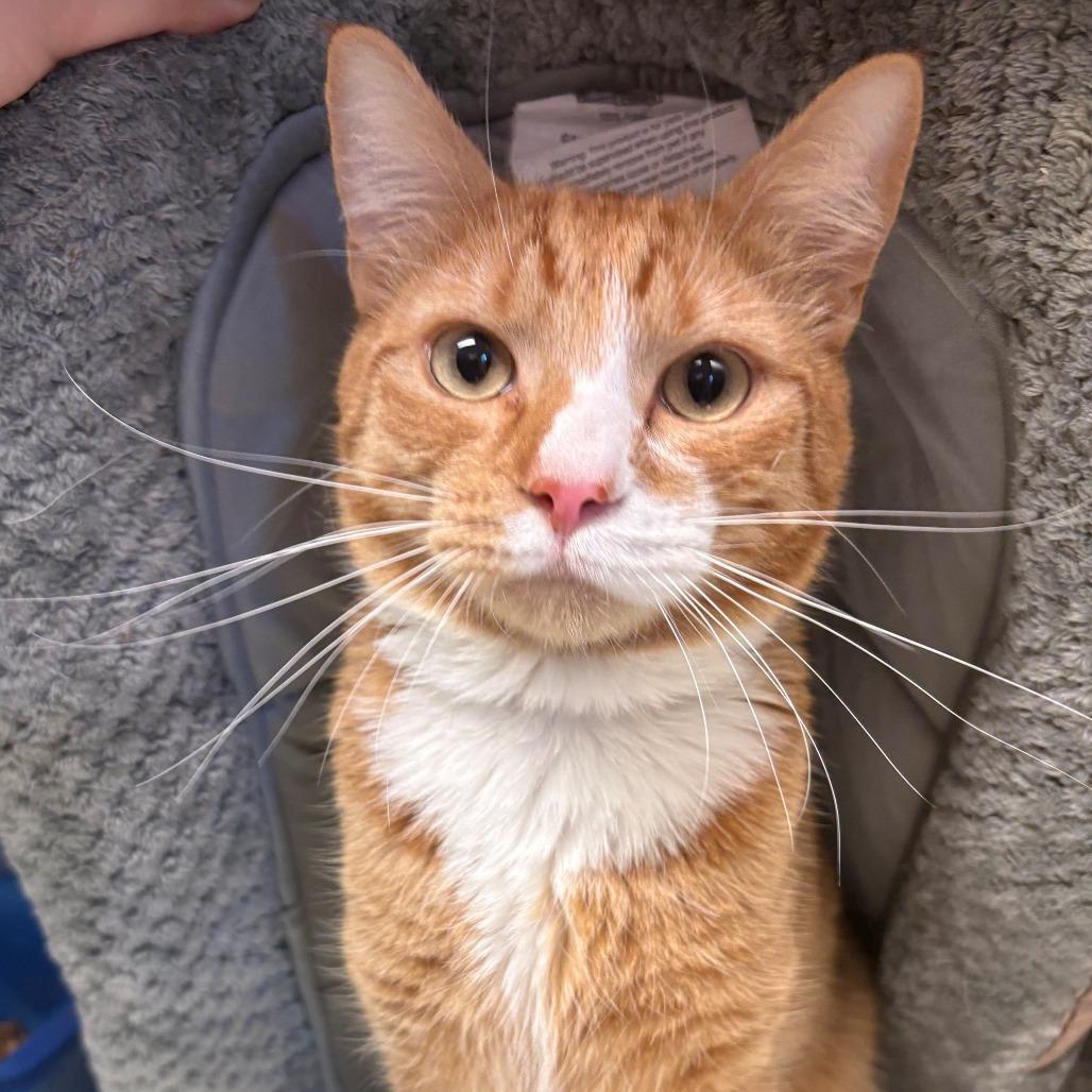 Orange Boy, Adoptable, Adult Male Domestic Short Hair.