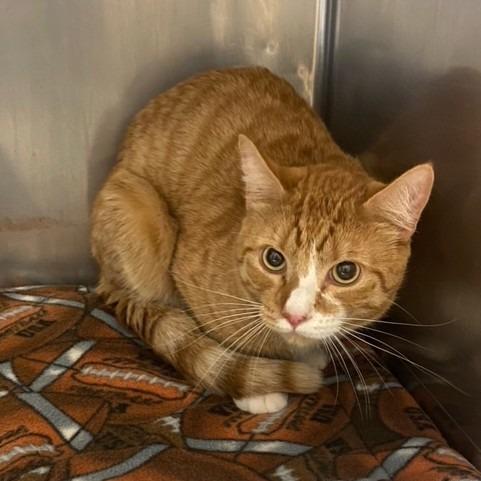 Orange Boy, a Adoptable Domestic Short Hair in Chehalis, WA image 2/2