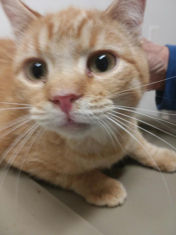 Merrick, Adoptable, Adult Male Domestic Short Hair.